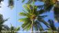 Preview: Duschrückwand "Palm tree"